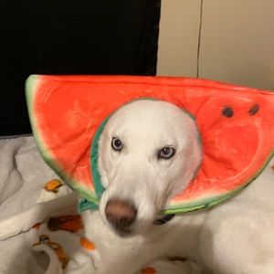 Meet your Posher, Kylee